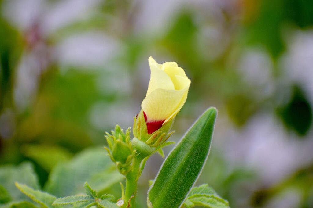 Okra flower