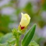 Okra flower