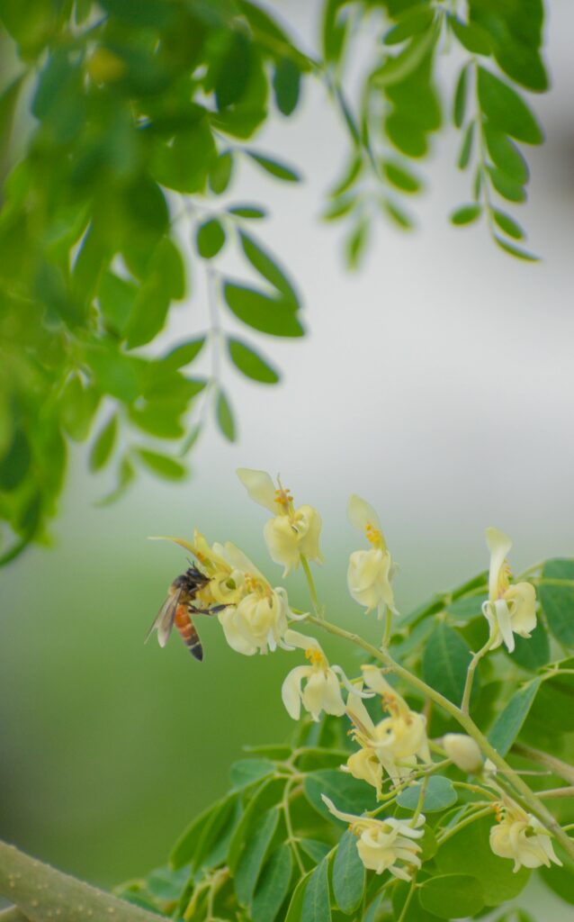 Moringa flower