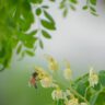 Moringa flower