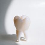 White tooth model on light background